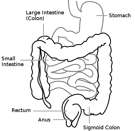 Ingastroparalysisine. Ingastroparalysisine.